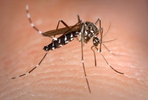 Allarme zanzare in tre province calabresi