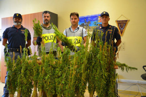 Catanzaro – Piantagione sequestrata: legale, no marijuana ma canapa industriale