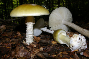 L'Amanita phalloides, uno dei funghi più velenosi.