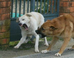 Catanzaro – Richiesta la cattura dei cani randagi presenti nel quartiere Giovino