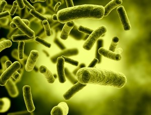 Allerta in Europa per nuova epidemia di E coli in Francia