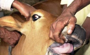 Mucca pazza: scoperto un caso sospetto di BSE in una mucca in Francia