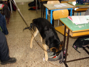 cani-antidroga-scuola