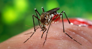 Zika: Italia e Francia fra i Paesi più in pericolo nell’Ue. Per l’Oms il rischio è concreto