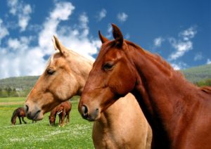 Studio conferma i cavalli parlano con noi