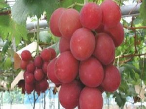 Un grappolo d’uva venduto a 10.000 euro in Giappone