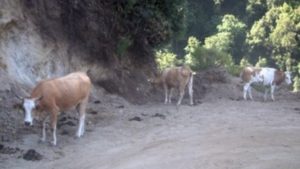 Vacche sacre – Sequestrati 8 bovini in Aspromonte
