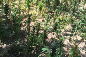 Scoperte 800 piante di marijuana