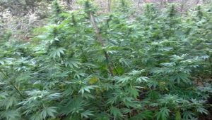 Sorpreso a coltivare piantagione marijuana, arrestato 43enne