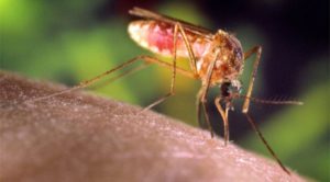 Virus Febbre del Nilo occidentale in rapido aumento nelle ultime settimane