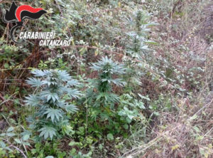 Sequestrata coltivazione di cannabis nel catanzarese