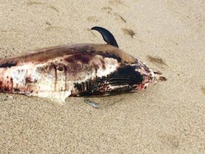 FOTO NEWS – Carcassa di delfino sulla spiaggia di Montauro