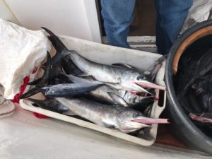 Sequestrati dalla Guardia Costiera oltre 100 kg di pesce spada sottomisura