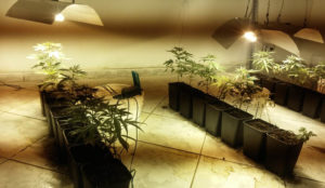 Scoperta coltivazione di cannabis collegata alla rete elettrica pubblica, tre denunce