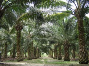 Rapporto Amnesty International, bimbi sfruttati in piantagioni di palma da olio. Nel mirino anche la Nestlé