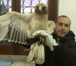 WWF – Aquila minore presa a fucilate nel catanzarese