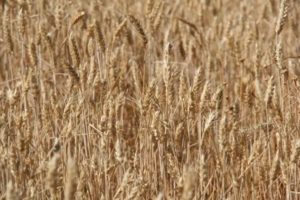 La battaglia del grano: ovvero, diamo la terra ai contadini