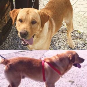 Appello per ritrovare un Labrador scomparso