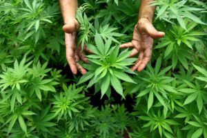 Liberalizzazione della cannabis: i rischi. La droga fa male, non dite bugie ai giovani