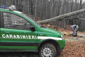 Serra San Bruno – Furto di legna, arresto e sequestro di 100 quintali