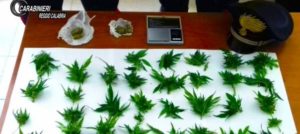 Coltivava piante di marijuana in casa, 27enne arrestato