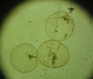 Individuata sulla costa jonica calabrese la microalga Nocticula scintillans