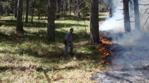 Incendio boschivo nel catanzarese, agricoltore denunciato