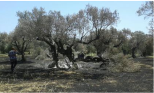 Satriano – Incendio distrugge 148 piante di ulivo