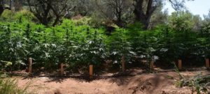 Scoperta una maxi-piantagione di marijuana, avrebbe fruttato mezzo milione di euro