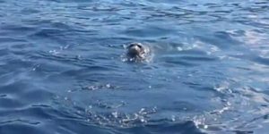 Eccezionale avvistamento di una foca monaca nelle acque del Salento