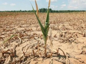Coldiretti Calabria: la siccità ha fatto calare la produzione, chiesto al Dipartimento agricoltura l’accertamento dei danni
