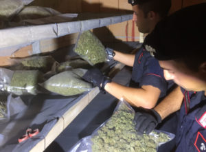 Scoperta una serra indoor di marijuana, un arresto