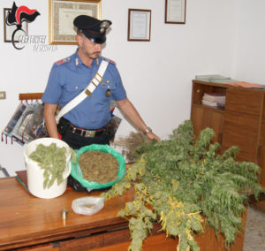 Chiaravalle – Scoperto laboratorio di marijuana in terreno agricolo, 50enne arrestato