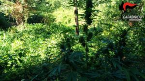 Centoventitre piante di canapa indiana rinvenute in un terreno abbandonato