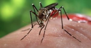 Sei casi conclamati di infezioni da virus Chikungunya a Guardavalle Marina