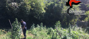 Sequestrata una piantagione di marijuana da un milione di euro