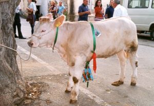 Riffa per la festa patronale con primo premio un vitello, proteste e diffida della Lav