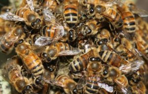 Cercatore di funghi aggredito da uno sciame d’api va in shock anafilattico, salvato in extremis