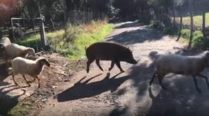 VIDEO | In Calabria i cinghiali ormai dimorano insieme agli agnelli