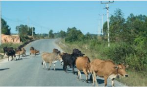 ‘Ndrangheta – Istituita “Task Force” per contrastare il fenomeno delle vacche sacre