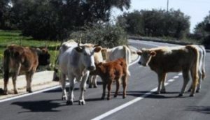 Coldiretti: “Task force sanitaria contro le vacche sacre della ‘Ndrangheta”