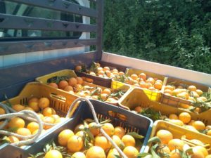 L’aumento al 20% di succo nelle aranciate prodotte in Italia fa volare il prezzo delle arance da industria