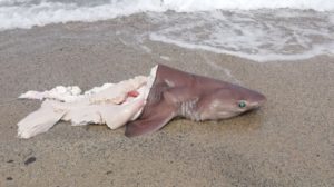 FOTO NEWS | Soverato – Rinvenuto squalo dilaniato sulla spiaggia