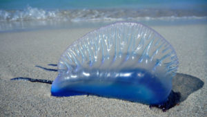 Caldo, mare e meduse: allarme in Italia per alcune specie potenzialmente mortali