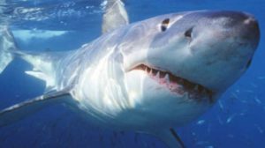 Presenza grande predatore nel Mediterraneo. Catturato grande squalo bianco a sud della Sicilia
