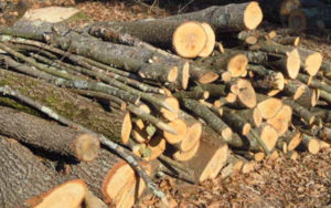 Incidente sul lavoro in Calabria, boscaiolo muore travolto da un albero