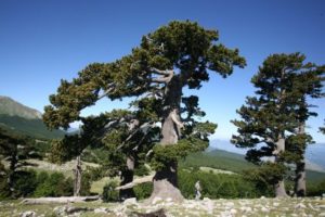 Tra la Calabria e la Basilicata c’è l’albero più antico d’Europa