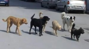 Allarme a Catanzaro Lido per la consistente presenza di cani randagi