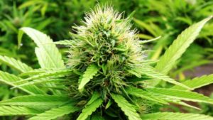 Cannabis – Studio clinico per usarla contro il cancro e potenziare il sistema immunitario