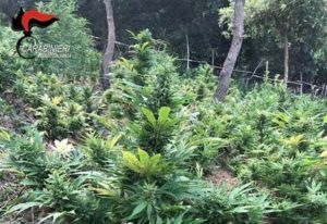 Scoperte dai carabinieri 2.200 piante canapa indiana, quattro arresti